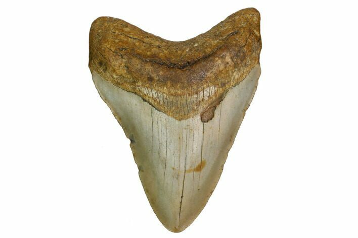Fossil Megalodon Tooth - North Carolina #160502